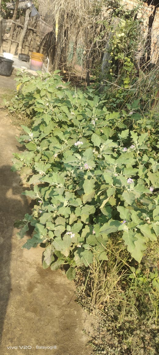 https://1ngo.sgp1.digitaloceanspaces.com/media/aidkhammam/VEGETABLES (4).jpg
